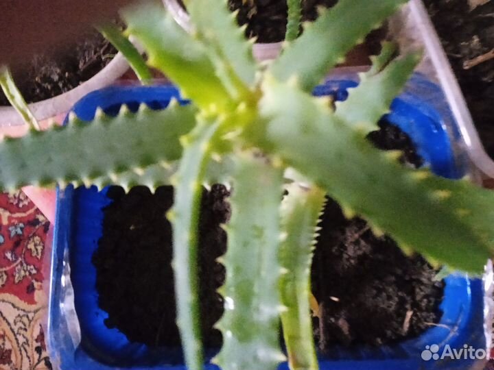 Комнатные цветы алоэ