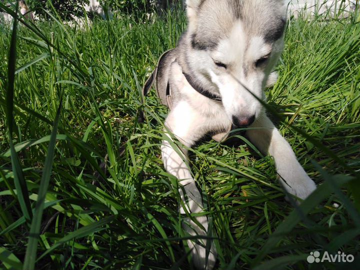 Ищу девочку Хаски для вязки