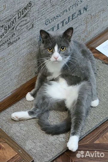 Кот в дар бесплатно