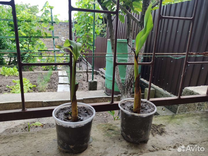 Банановая пальма