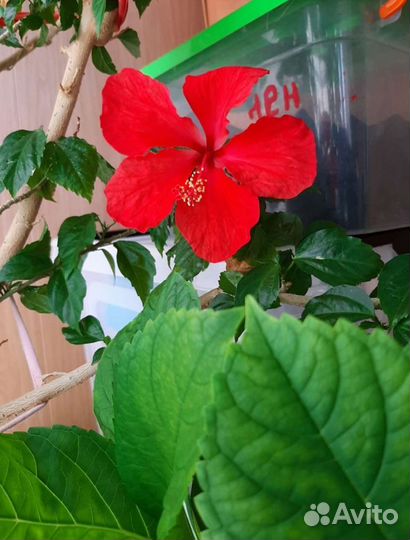 Гибискус китайская роза (красная)