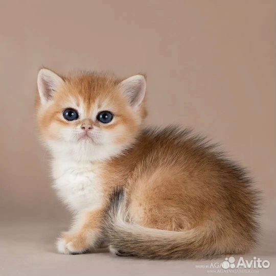 Британские золотые шиншиллы