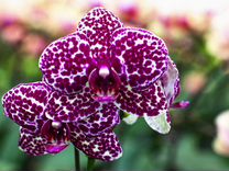 Орхидея Phal. Lioulin Wild Cat 2,5