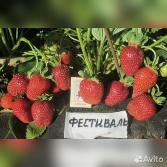 Рассада виктории