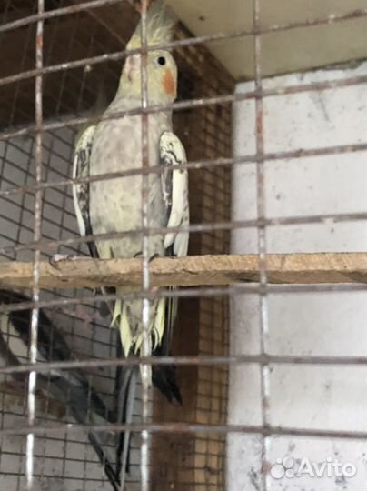 Попугай корелла