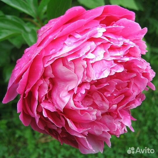 Пион Сара Бернар ярко-розовая