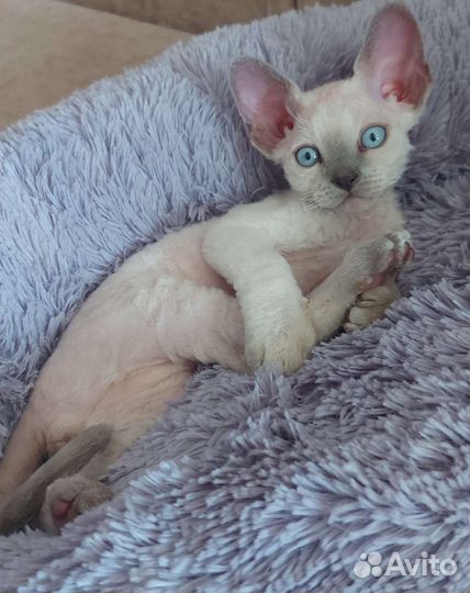 Котята девон-рекс