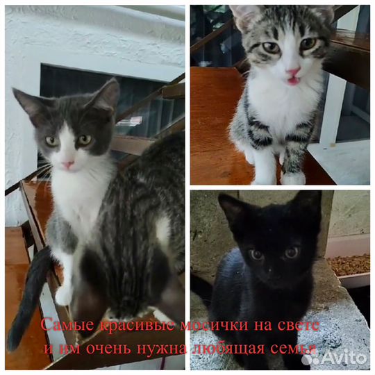 Покровские котятки в дар