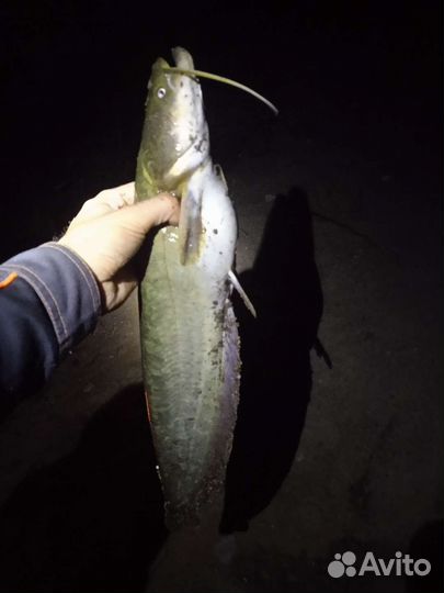 Рыба Сом
