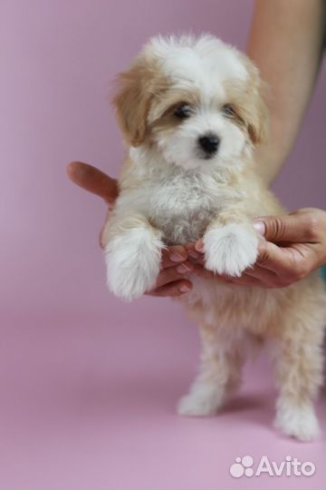 Мальтипу девочка с документами скор и клеймом