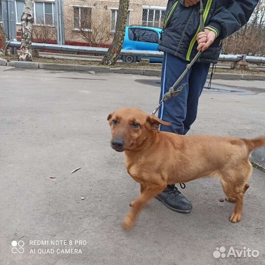 Собачка