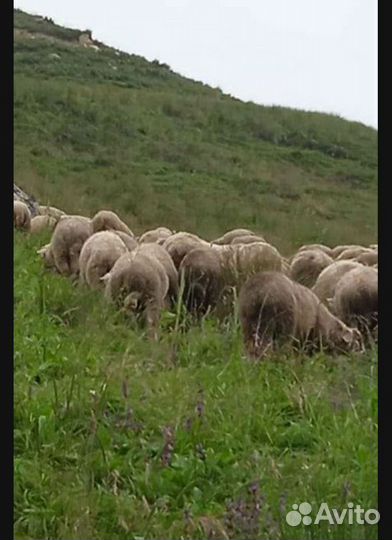 Ярочки ягнята