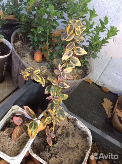 Саженцы (разные