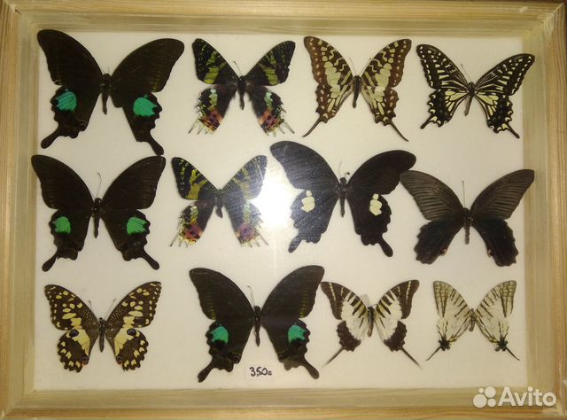 Бабочки для коллекции сухие