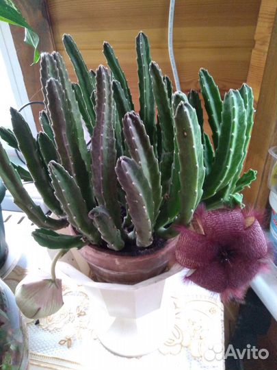 Стапелия, Молочай беложилковый