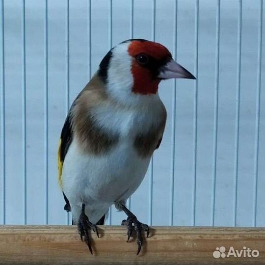 Продаю певчих лесных птиц