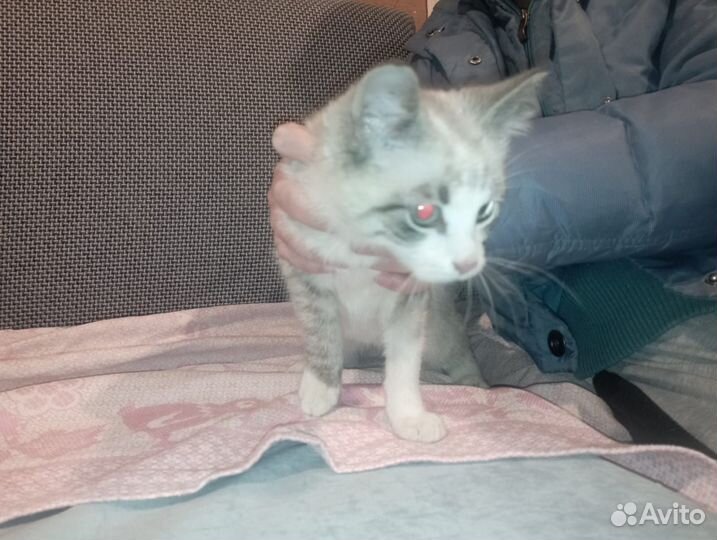 Котенок в добрые руки