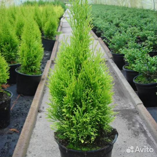 Туя саженцы