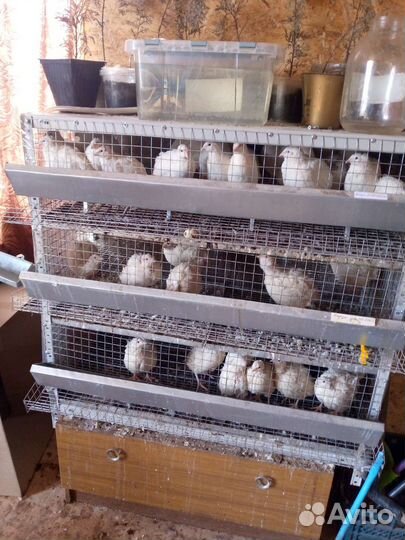Стеллаж для перепелок