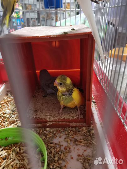 Волнистый попугай ручной