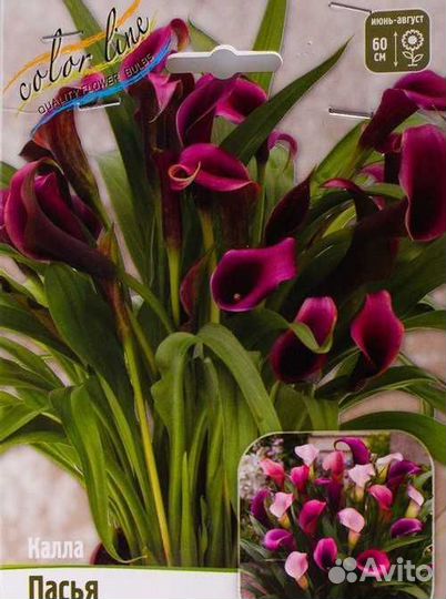 Каллы миксы (20 сортов)