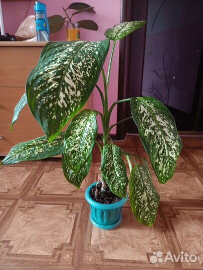 Диффенбахия