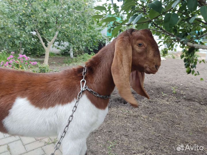 Козёл камори вязка