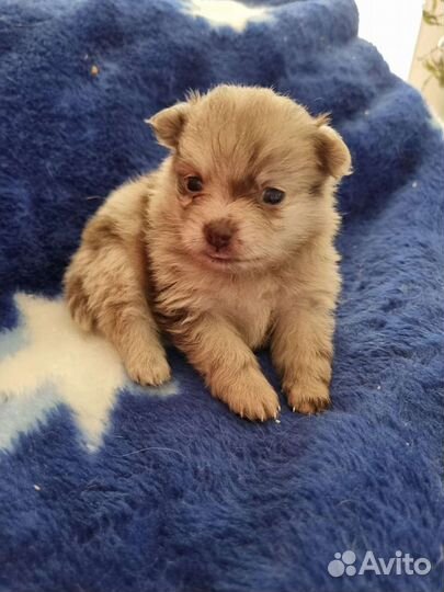 Щенки шпица