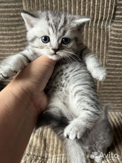 Шотландские котята 