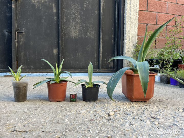 Голубая агава