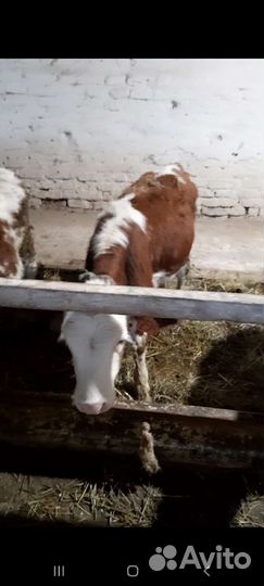 Бычки сменталы