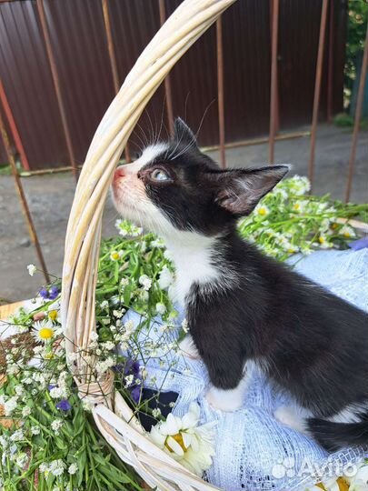 Котёнок в добрые ручки