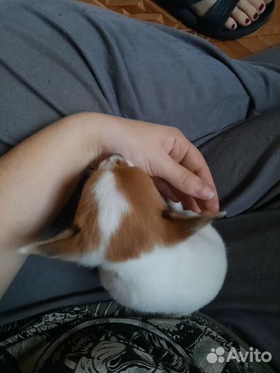 Той-терьер девочка