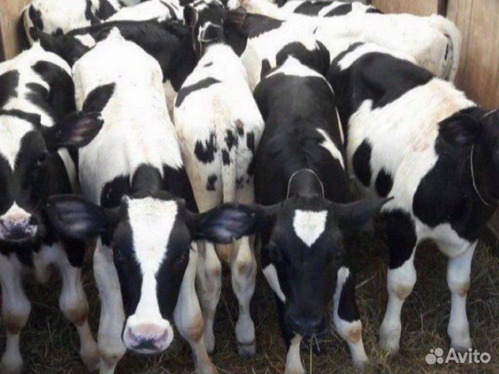 Телята мясной породы бычки