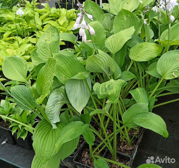 Хосты в контейнерах 2 л