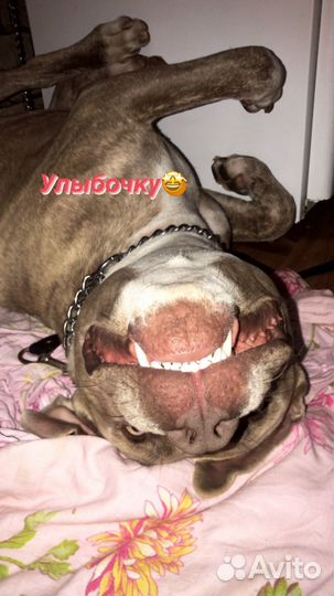 Американский стаффордширский терьер