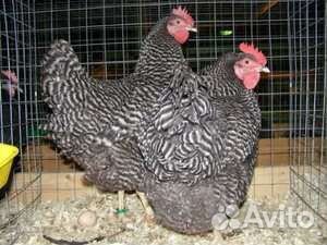 Куры молодки несушки 5 месяцев