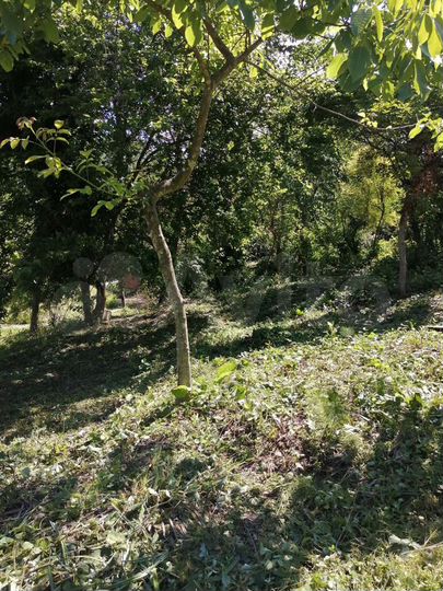 Участок 31 сот. (СНТ, ДНП)