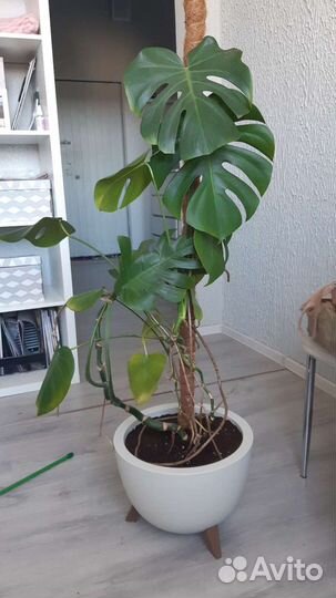 Уход за растениями