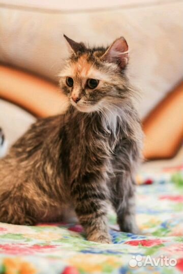 Софа кошка в самые добрые руки