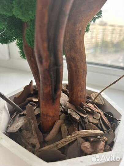 Декоративное дерево, ягель, подарок