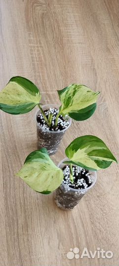 Happy Leaf/Эпипремнум