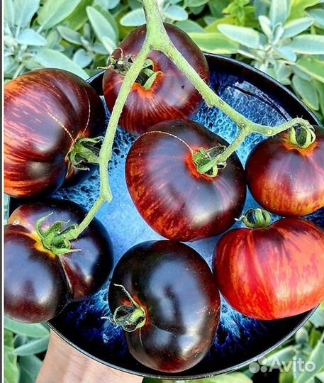 Семена сортовых томатов