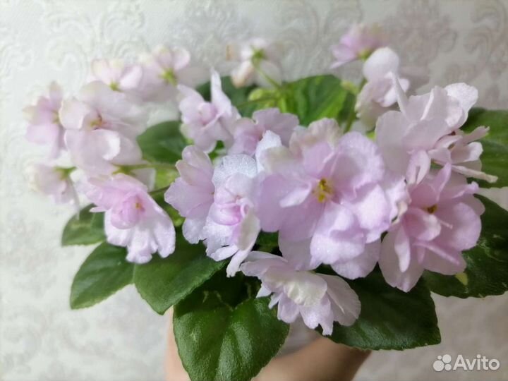 Фиалочки сортовые