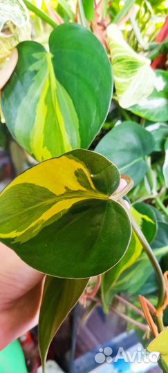 Эпипремнум