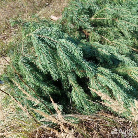 Ель для новогоднего праздника