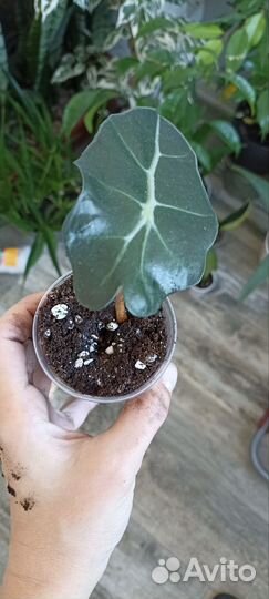 Алоказия sandero