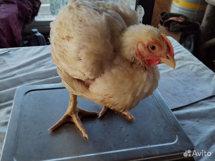 Цыплята бройлеры рос 308 37 дней, от 2 кг весом
