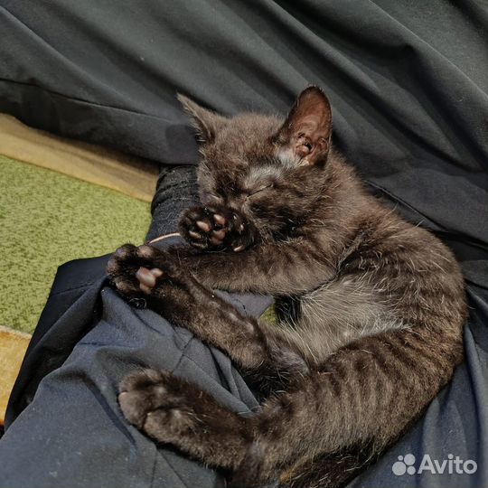 Оооочень активный котик