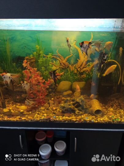 Аквариум с рыбками